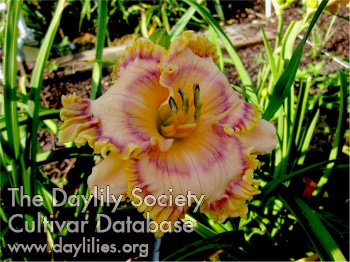 Abilene Dashingly Handsome AHS image