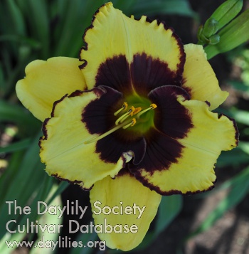 Dumbledore AHS image