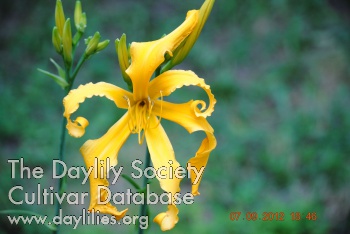 Midas Gold AHS image