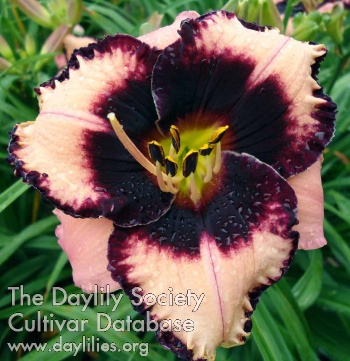 Small World Black Cherries daylily bloom