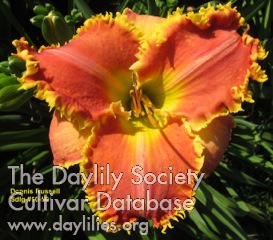Dennis Russell AHS image