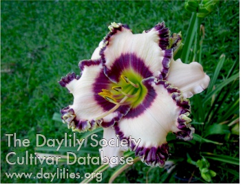 Abilene Pirate's Eye AHS image