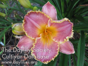 Peachie Nagel's Passion AHS image
