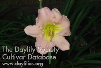 Florham Pink Pastel AHS image