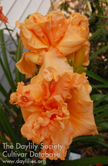 Atomic Tangerine AHS image