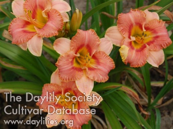 Coral Cutie AHS image