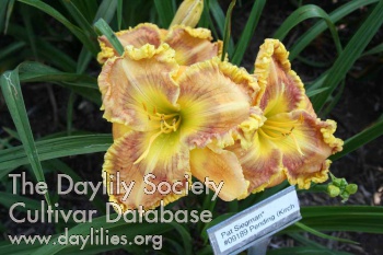 Pat Siegman AHS image