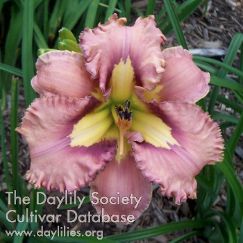 Alien Corsage AHS image