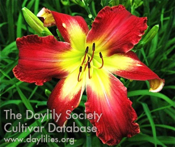 Remembering Flander's Fields AHS image