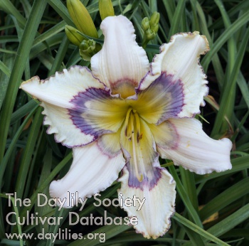 Dallas Divine AHS image