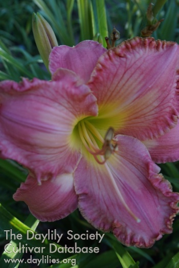 Power of Pink AHS image