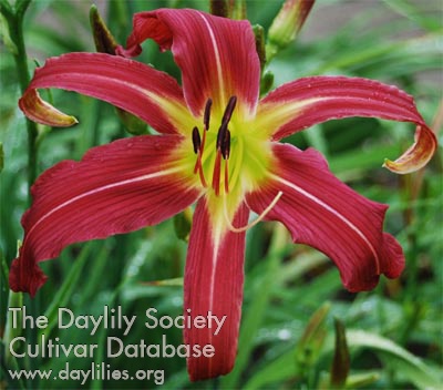 Passionista AHS image