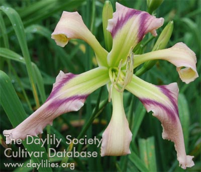 Moth Wing Confetti AHS image