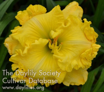 The Remarkable Eula Fluellen AHS image