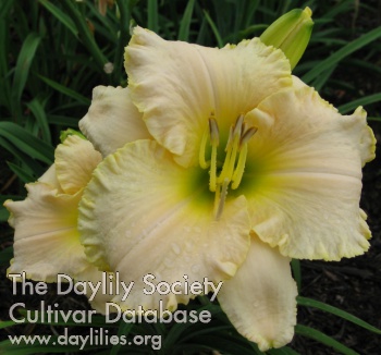 Sunny Acres Pat Carver AHS image