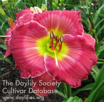 Sunny Acres Pearl Pauline AHS image