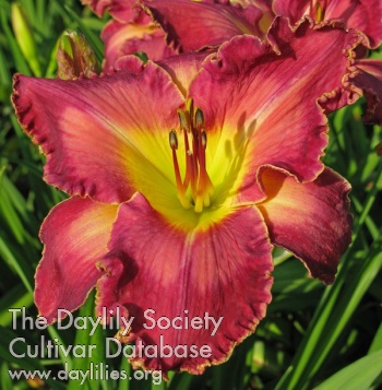Sunny Acres Miss Ruby AHS image