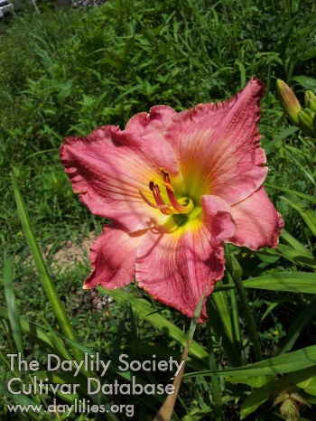 Sunshine Daydream AHS image