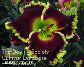 Irish Royalty AHS image