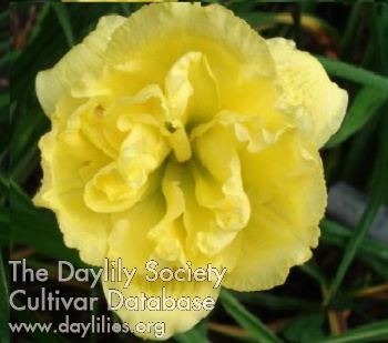 Maurepas Lemon Lime AHS image