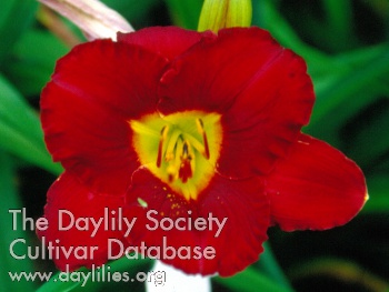 June Blalock AHS image