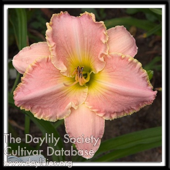 Rosy Pink Delight AHS image