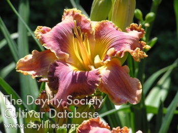 Lady Majestic AHS image
