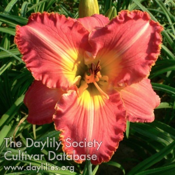 Asheville Summer Jewel