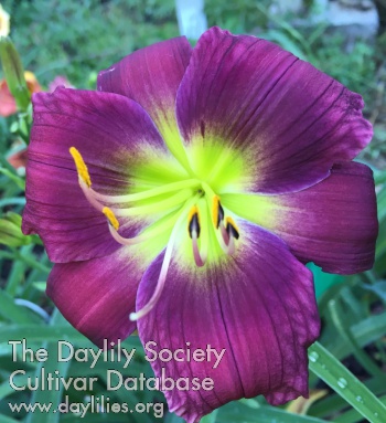 Purple Pizazz AHS image