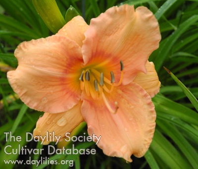 Olallie Gabster AHS image