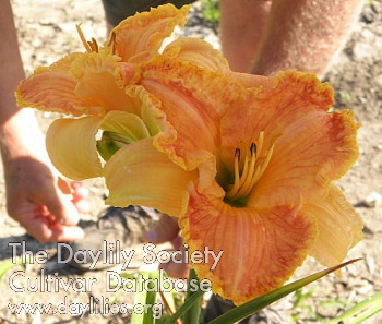 Poppy Remembered AHS image