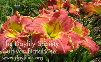 Sunny Acres Cinco de Mayo AHS image
