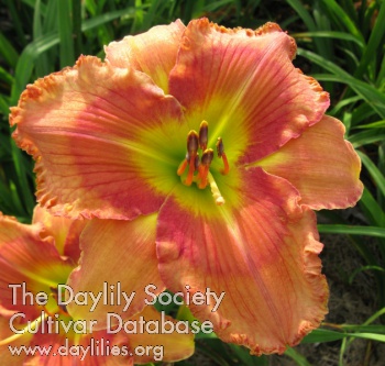 Sunny Acres Broadway Babe AHS image