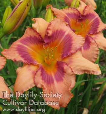 Sunny Acres Dell Waggoner AHS image