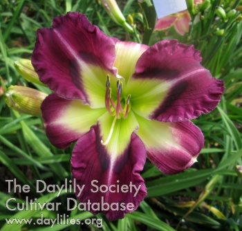 Professor Plum AHS image