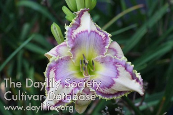 Lined in Lavender AHS image