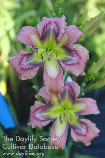 Periwinkle Pattern AHS image