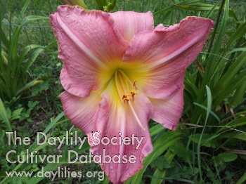 Ramble on Rose AHS image