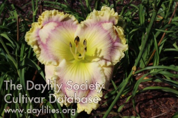 Hearts of Dixie AHS image