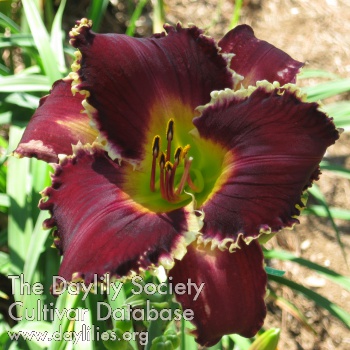 Celestial Cindy Dye AHS image