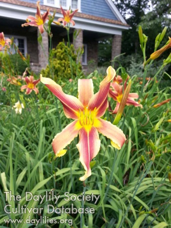 Eye Popping Spectacle