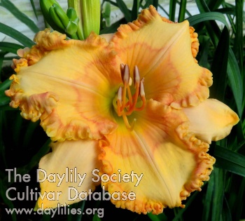 Ephemeral Beauty AHS image