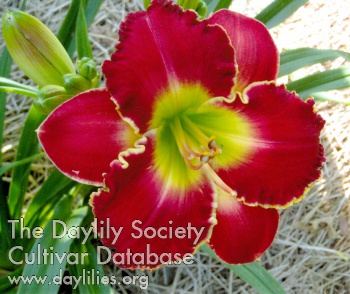 Dr Angela's Calliopsis AHS image