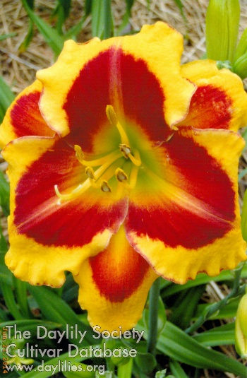 Gary Lynn's Calliopsis