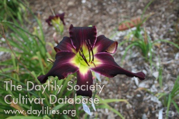 Metzger's Purple Storm AHS image