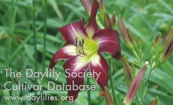 Plum Gorgeous AHS image