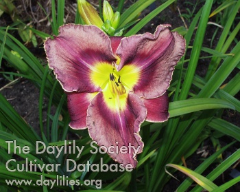 Beautiful as Your Eyes AHS image