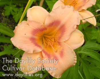 Olallie Madeline Ann AHS image