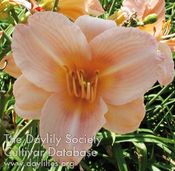 Olallie Niffer's Pride AHS image