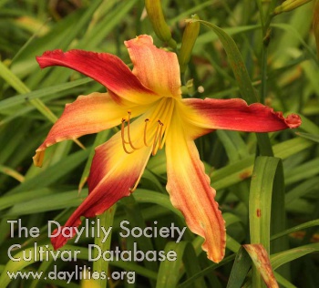 Brookside Scarlet Falcon AHS image